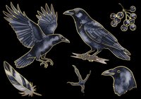 Dark ravens clipart set with gold accents, isolated on transparent background. Includes flying crow, perched bird, feather, talon, head, and berries. Ready for stickers, t-shirt design, and print on demand.