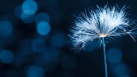 Delicate dandelion seed head glowing against dark blue bokeh background, ethereal nature macro photography capturing fragile beauty and peaceful serenity.