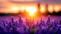 Lavender flowers blooming in field during golden sunset with warm orange and purple light creating dreamy atmospheric background for aromatherapy and wellness.