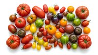 Colorful heirloom tomato varieties collection featuring red, yellow, green, purple and orange organic tomatoes isolated on white background for healthy cooking.