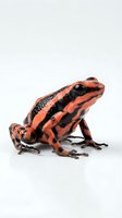 Poison dart frog with vibrant red and black striped coloring, isolated on white background, suitable for educational materials, wildlife design projects, and nature publications.
