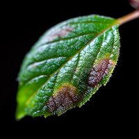 Fresh green leaf with brown spots showing early signs of plant disease or decay against black background, macro photography highlighting texture and detail.