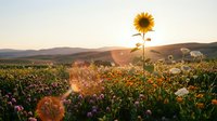 Single sunflower standing tall in wildflower meadow during golden hour sunset with rolling hills and grazing sheep in pastoral countryside landscape.