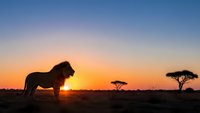 Majestic lion silhouette standing proudly against stunning African sunset with acacia trees on savanna horizon creating dramatic wildlife scene.