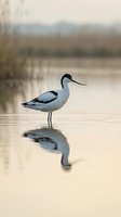 Elegant avocet wading bird standing in shallow water with mirror reflection, serene wetland habitat during golden hour lighting for nature photography.