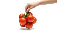 Hand holding fresh red tomatoes on vine isolated on white background for healthy cooking and organic food concepts.