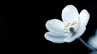 Delicate white anemone flower with soft petals and brown stamens against dark background, dramatic lighting creates ethereal botanical fine art composition.