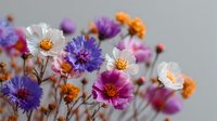 Colorful wildflower bouquet with cosmos, cornflowers and marigolds in pink, purple, white and orange blooms against soft gray background for spring decor.