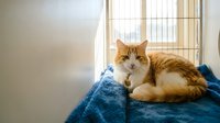 Orange and white domestic cat resting on blue blanket in bright room with natural window light creating peaceful indoor pet scene.