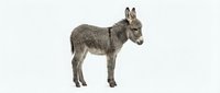 Young gray donkey foal standing in profile on white background, isolated farm animal ready for design projects and educational materials.