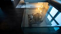 Tabby cat resting on a glass coffee table in a modern living room with warm candlelight glowing in the background at night.