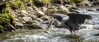 Grey heron hunting fish in shallow rocky stream with moss-covered stones. Wildlife photography showcasing natural predator behavior in freshwater habitat.