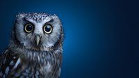Close-up portrait of gray owl with yellow eyes against deep blue background, showcasing nocturnal predator's intense gaze and detailed feather texture.