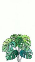 Tropical monstera plant with large split leaves in green shades on light background for botanical design and home decor projects.