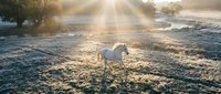 White horse standing in misty field at sunrise with golden sunlight rays breaking through fog, creating atmospheric rural landscape scene.