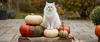 White fluffy cat sitting on colorful pumpkins outdoors in autumn garden, cozy fall harvest scene with warm seasonal decorations.