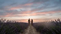 Couple walking hand in hand through lavender field at sunset, romantic landscape with purple flowers and golden sky, perfect for travel and lifestyle content.