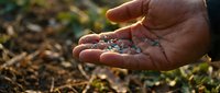 Farmer hand holding mixed seeds ready for planting in fertile soil during spring sowing season for sustainable agriculture and organic farming practices.