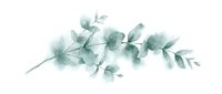 Watercolor eucalyptus branch with soft green leaves on white background, isolated botanical element for wedding invitations, greeting cards, and design projects.