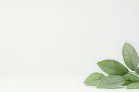 Fresh sage leaves in corner of minimalist white background, providing copy space for food, culinary, or herbal product marketing.
