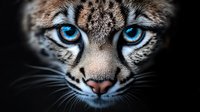 Close-up portrait of wild cat with striking blue eyes and detailed fur patterns against dark background for wildlife photography and nature designs.