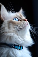 Close-up portrait of white ragdoll cat with striking blue eyes and long fur wearing turquoise collar against dark background, looking up with majestic expression.