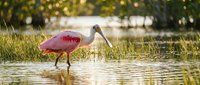 Roseate spoonbill wading bird with pink plumage feeding in shallow wetland water during golden hour sunset light creating peaceful wildlife scene.