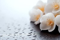 White jasmine flowers with delicate petals and yellow stamens on dark wet surface with water drops, creating peaceful spa atmosphere. Soft focus macro shot.