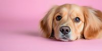 Adorable golden retriever puppy with expressive blue eyes peeking from bottom of frame against pink background, creating playful and endearing pet portrait.