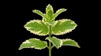 Mint plant with fresh green leaves isolated on transparent background, ready for culinary, botanical, and design projects including t-shirts, clipart, and print-on-demand products.
