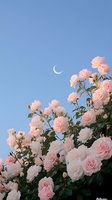Blooming pink roses against clear blue sky with crescent moon creating romantic garden scene for spring and summer floral designs.