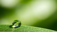 Water droplet on green leaf with natural bokeh background showcasing freshness and purity in nature macro photography for environmental concepts.