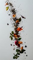 Falling autumn leaves and scattered soil creating dynamic vertical composition against white background. For seasonal designs and nature concepts.