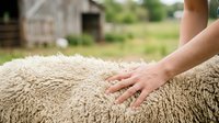 Caucasian farmer's hand touching wool of sheep on rural farm with barn and green pasture in background, livestock care and agriculture.
