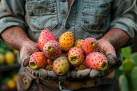 Weathered farmer hands holding freshly harvested colorful prickly pear cactus fruits in garden setting, showcasing organic farming and seasonal produce.