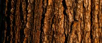 Tree bark texture with deep cracks and ridges in warm brown and golden tones, suitable for backgrounds, nature designs, and woodland-themed projects.