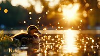 Mallard duck resting by tranquil pond at golden sunset with bokeh light reflections on water surface.
