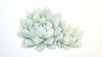 Watercolor illustration of pale green succulent plant with layered petals isolated on white background, suitable for botanical designs and decorative artwork.