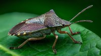 Detailed macro of brown shield bug with metallic sheen resting on green leaf, showing distinctive antennae and legs in natural garden environment.