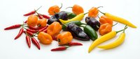 Colorful assortment of fresh hot chili peppers in various shapes and colors including red, orange, yellow, green and purple varieties isolated on white background.