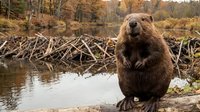 Brown beaver sitting by pond near wooden stick dam in autumn forest wetland habitat during fall season.