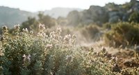 Wild flowering shrubs in golden sunlight with blurred mountain landscape background creating peaceful natural scene for wellness and outdoor lifestyle content.
