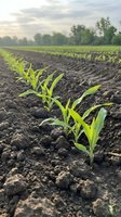 Young corn seedlings emerging from rich dark soil in agricultural field rows during golden hour sunrise with trees in background.
