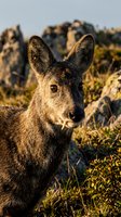 Siberian musk deer with prominent fangs in natural mountain habitat during golden hour lighting showcasing wildlife conservation and endangered species protection.