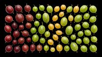 Assorted gooseberries and red currants isolated on transparent background, ready for clipart, t-shirt design, stickers, print-on-demand products, and sublimation projects.