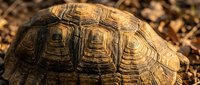 Closeup of a tortoise shell displaying intricate geometric patterns and natural textures in warm earth tones, suitable for wildlife and nature content.