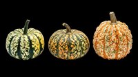 Three decorative autumn gourds with colorful mottled patterns, isolated on transparent background. Great for fall clipart, stickers, t-shirt design, and print on demand.