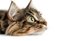 Close up portrait of Maine Coon cat with green eyes looking up against white background, showing detailed fur texture and distinctive facial features.