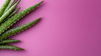 Fresh green aloe vera plant leaves arranged in corner composition against vibrant pink background, creating modern minimal botanical design for wellness concepts.