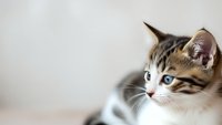 Adorable tabby kitten with blue eyes and white markings looking sideways on neutral background for pet care and animal lover designs.